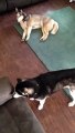 2 husky petent un cable dès qu'ils entendent d'autres chiens
