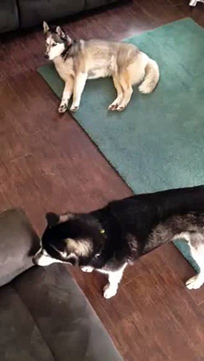 2 husky petent un cable dès qu'ils entendent d'autres chiens