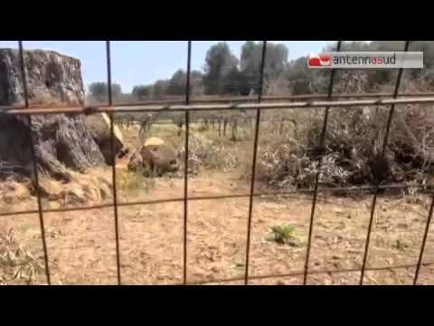 Tg Antenna Sud - Xylella, l'Italia sotto infrazione Ue