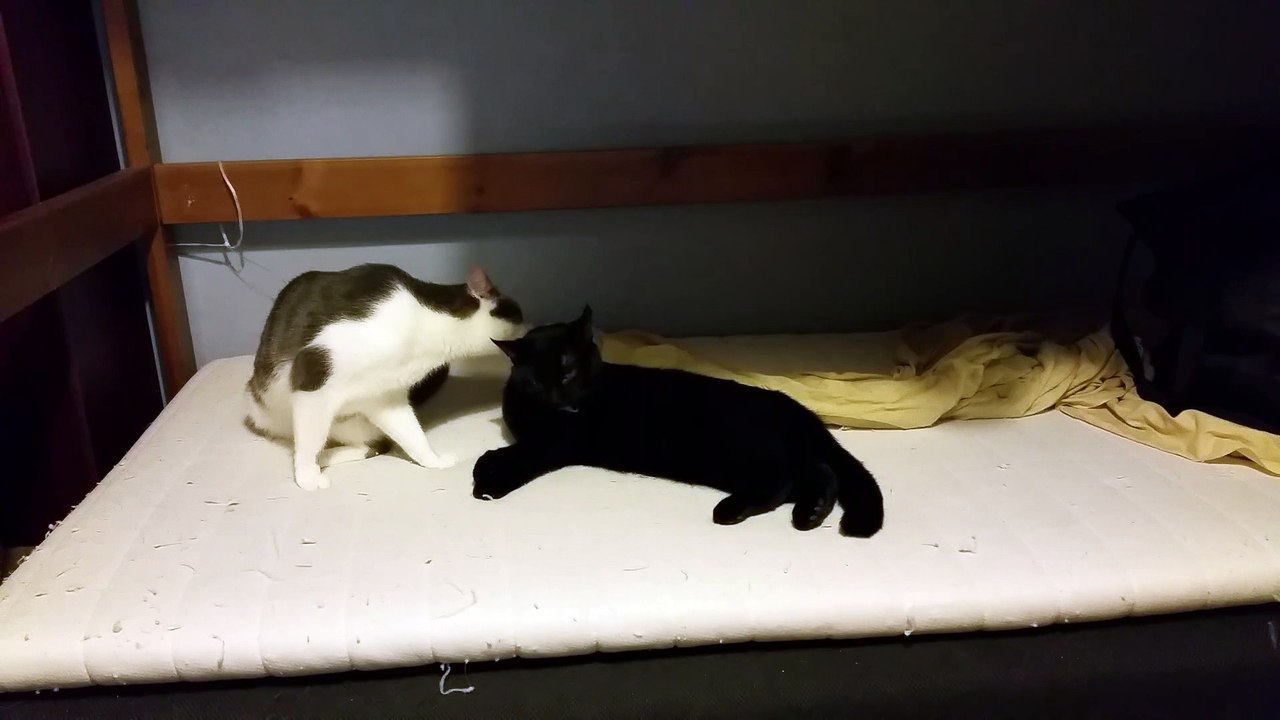 Pixel and Blob taking care of each other (November 30th, 2015 8:13 PM)