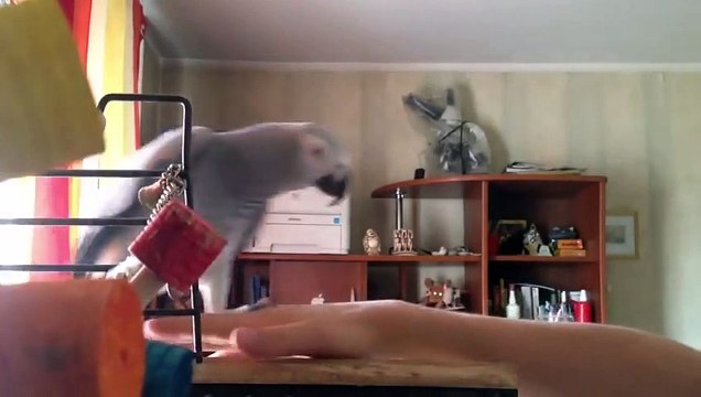 Говорящий попугай Жако часть 1