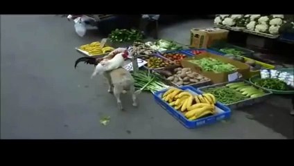 Ngộ nghĩnh chú chó vác gà ra chợ bán