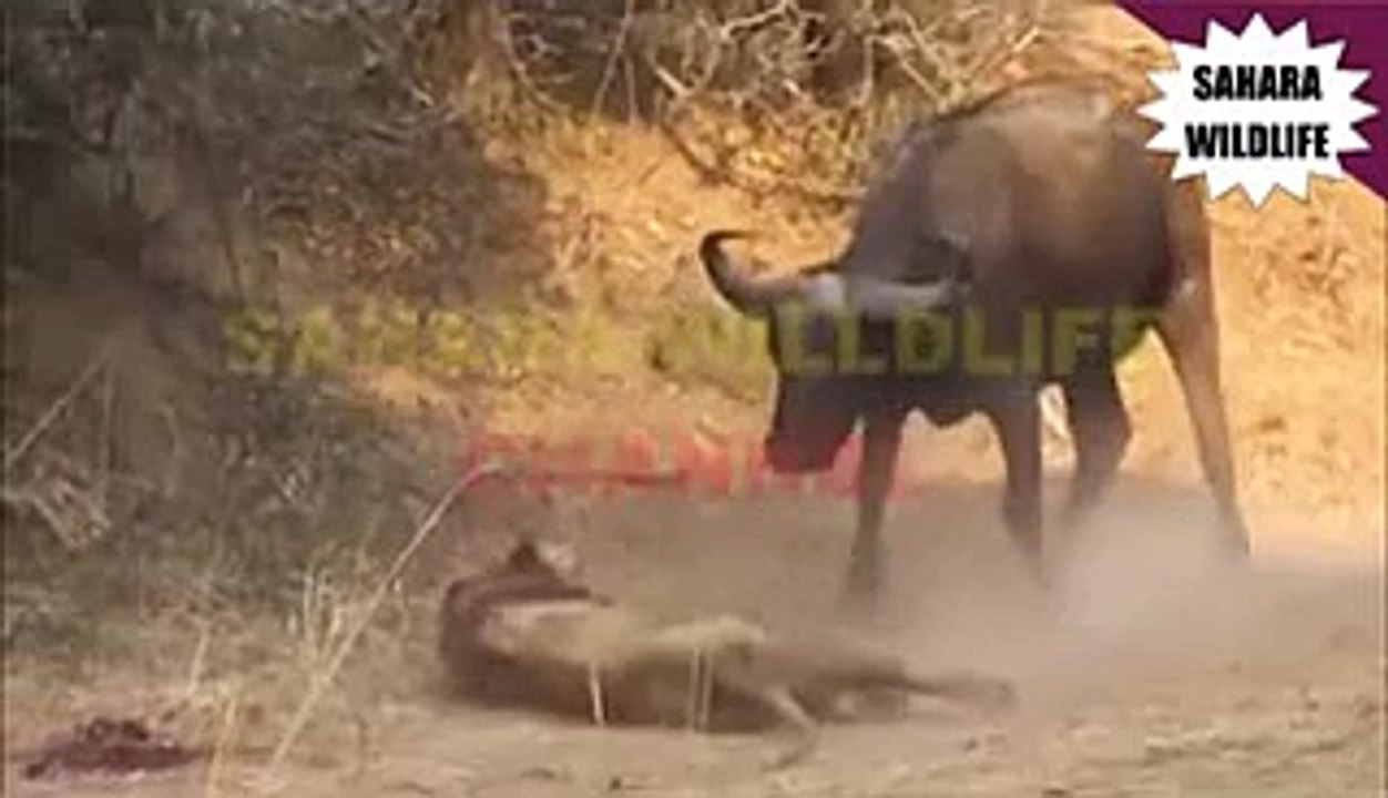 Buffalo Gores Lion To Death (Battle Of Death)