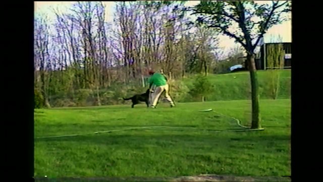 Un chien arrose son maître avec un tuyau d'arrosage