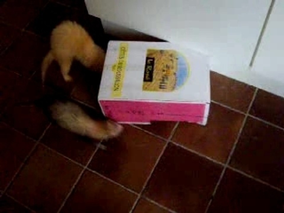 Le carton