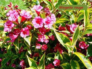 FLEURS DE NOTRE JARDIN, PAYS BASQUE