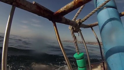 Vidéobomb d'un grand requin blanc