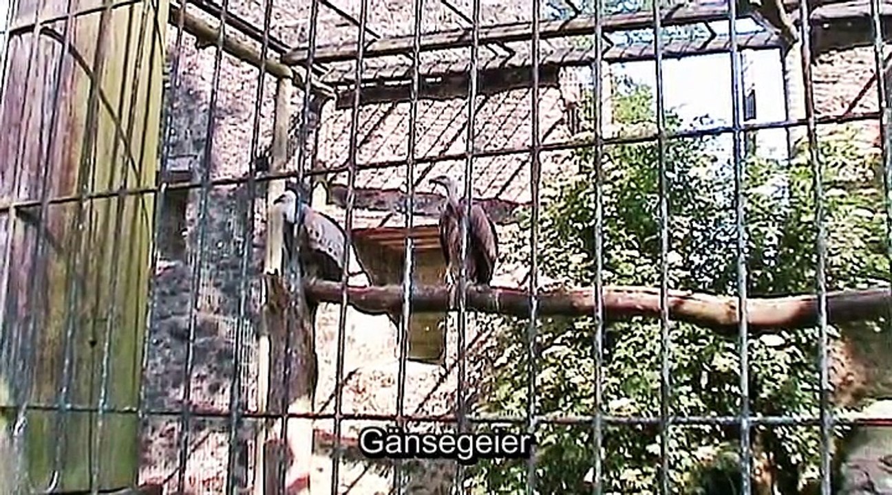 Zu Besuch im Adler – und Wolfpark Pelm – 3