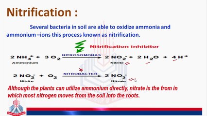 Nitrification , Assimilation , Denitrification & Nitrogen Cycle