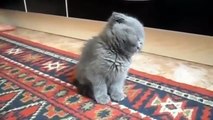 Youtube Videos - Funny Kitten Falls Asleep - Most Viewed Youtube Videos - YouPlay _ Pakistan's fastest video portal