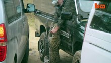 Attaqué par un léopard, un guide lui roule dessus