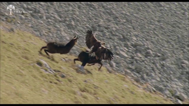 Aigle royal vs chamois