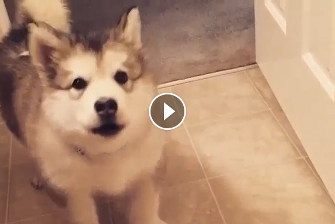 His First Attempt In Howling