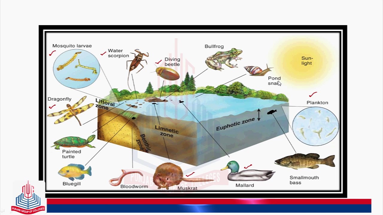 Littoral Zone , Zone & Photic Zone video Dailymotion