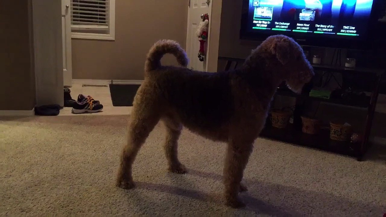 Un chien sans cordes vocales aboie