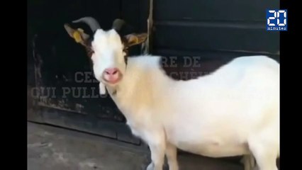 Insolite : ces chansons de Noël vont vous rendre chèvre