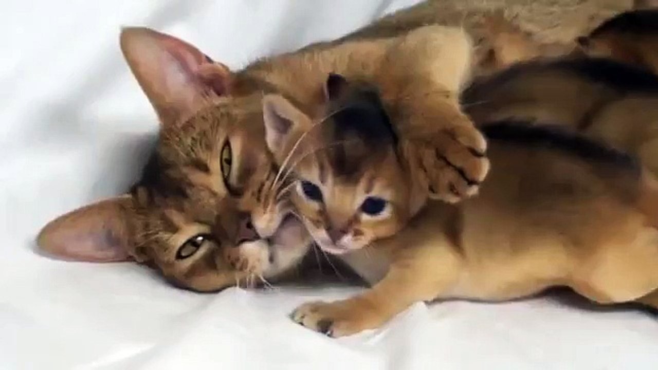 Mère avec des chatons Abyssin