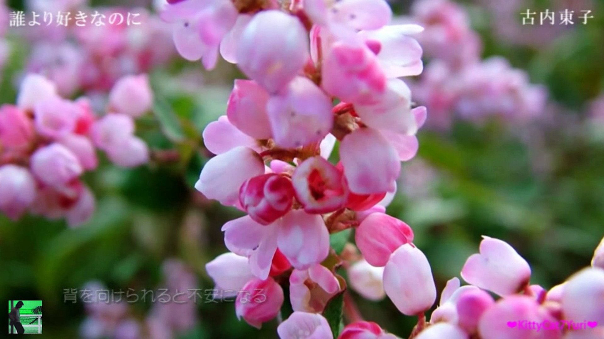 誰より好きなのに 動画 Dailymotion