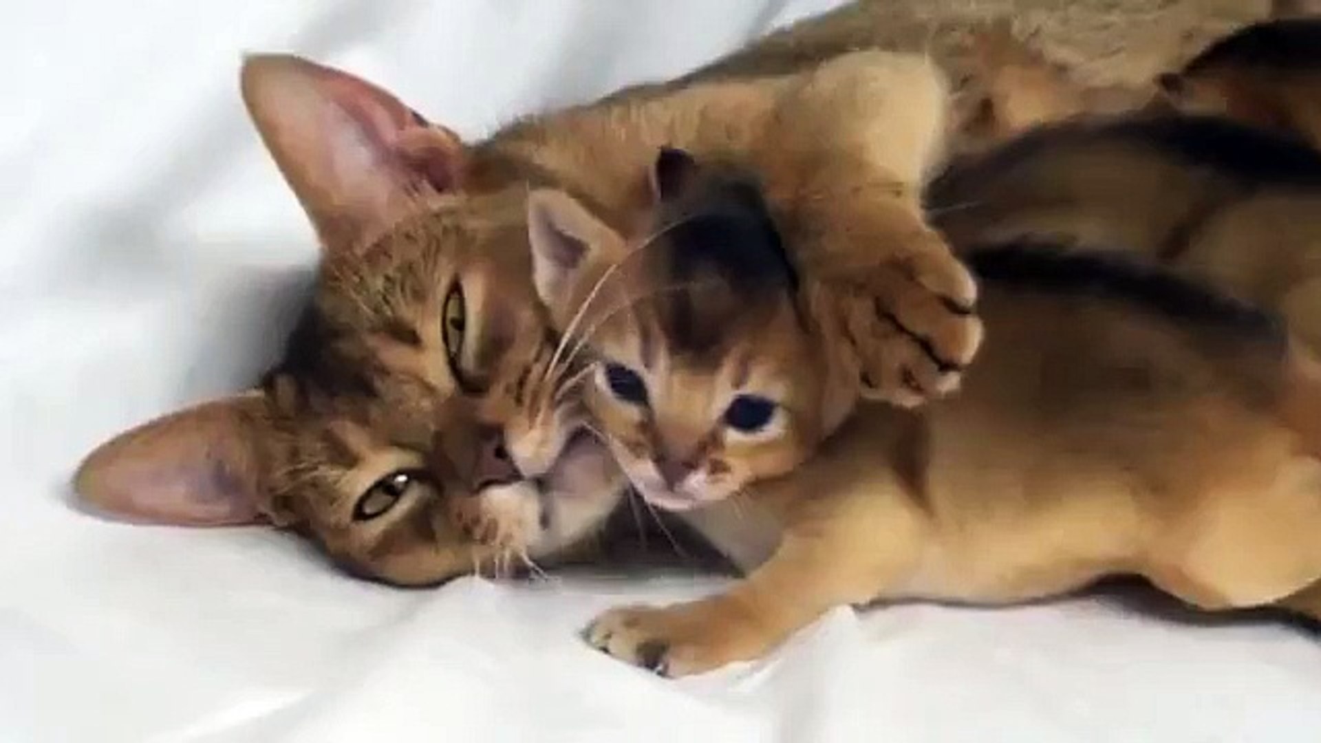 ⁣Abyssinian mother with kittens