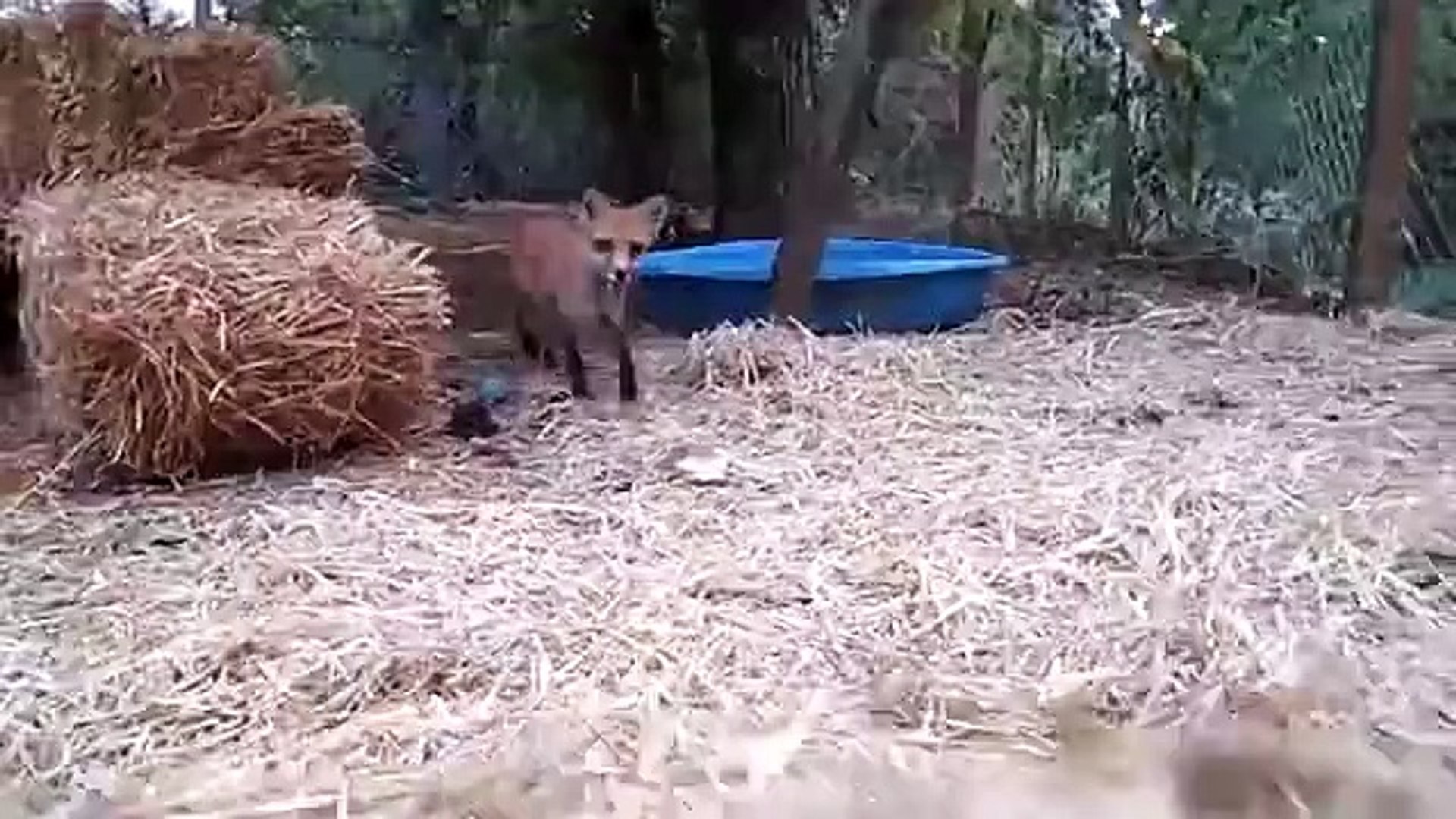 Raposa engraçada que joga com o proprietário