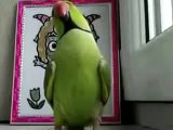 Alegre papagaio falador Índico
