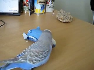 Amigos alegres com um papagaio de brinquedo. Continuação