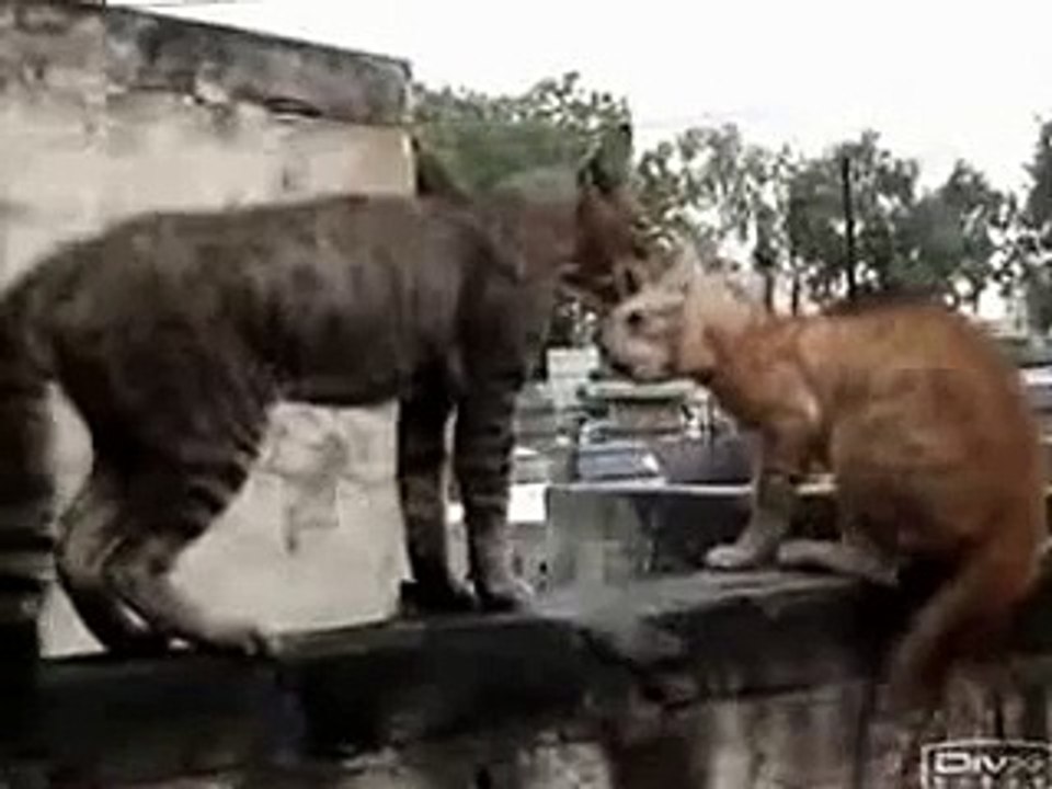 luta de gato