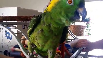 Amazon crie et parle!