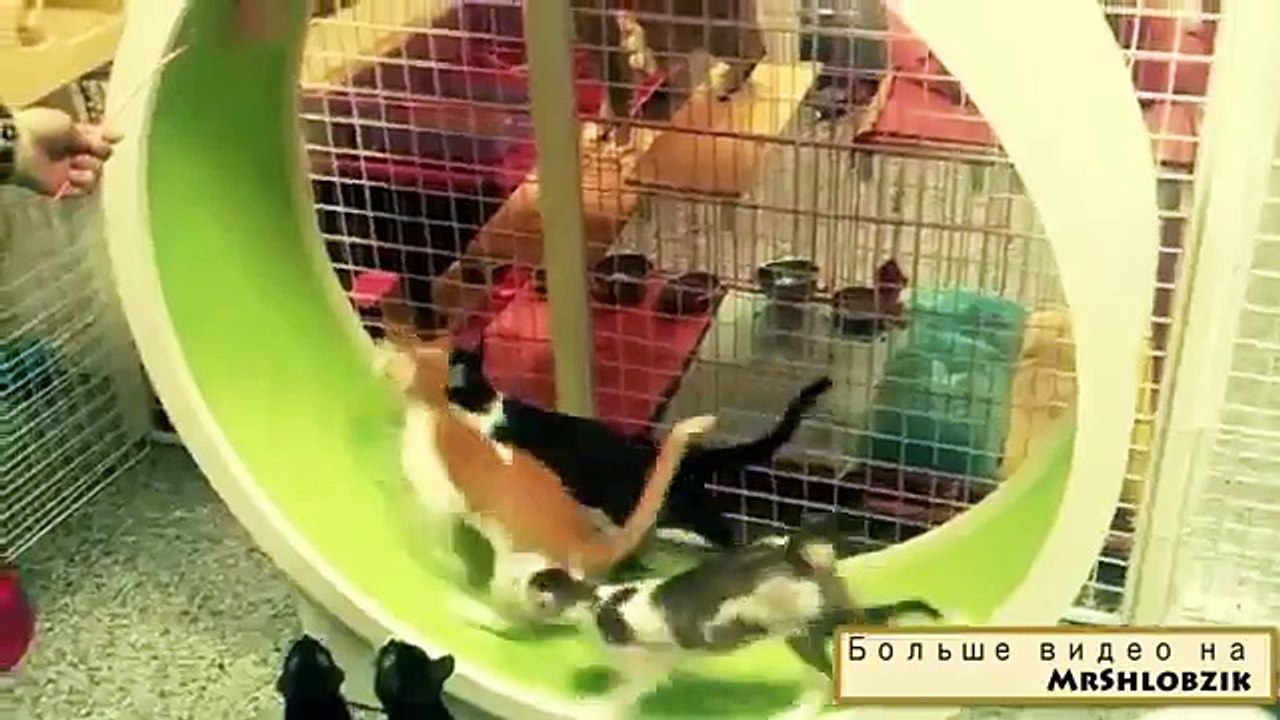 chats de jeu