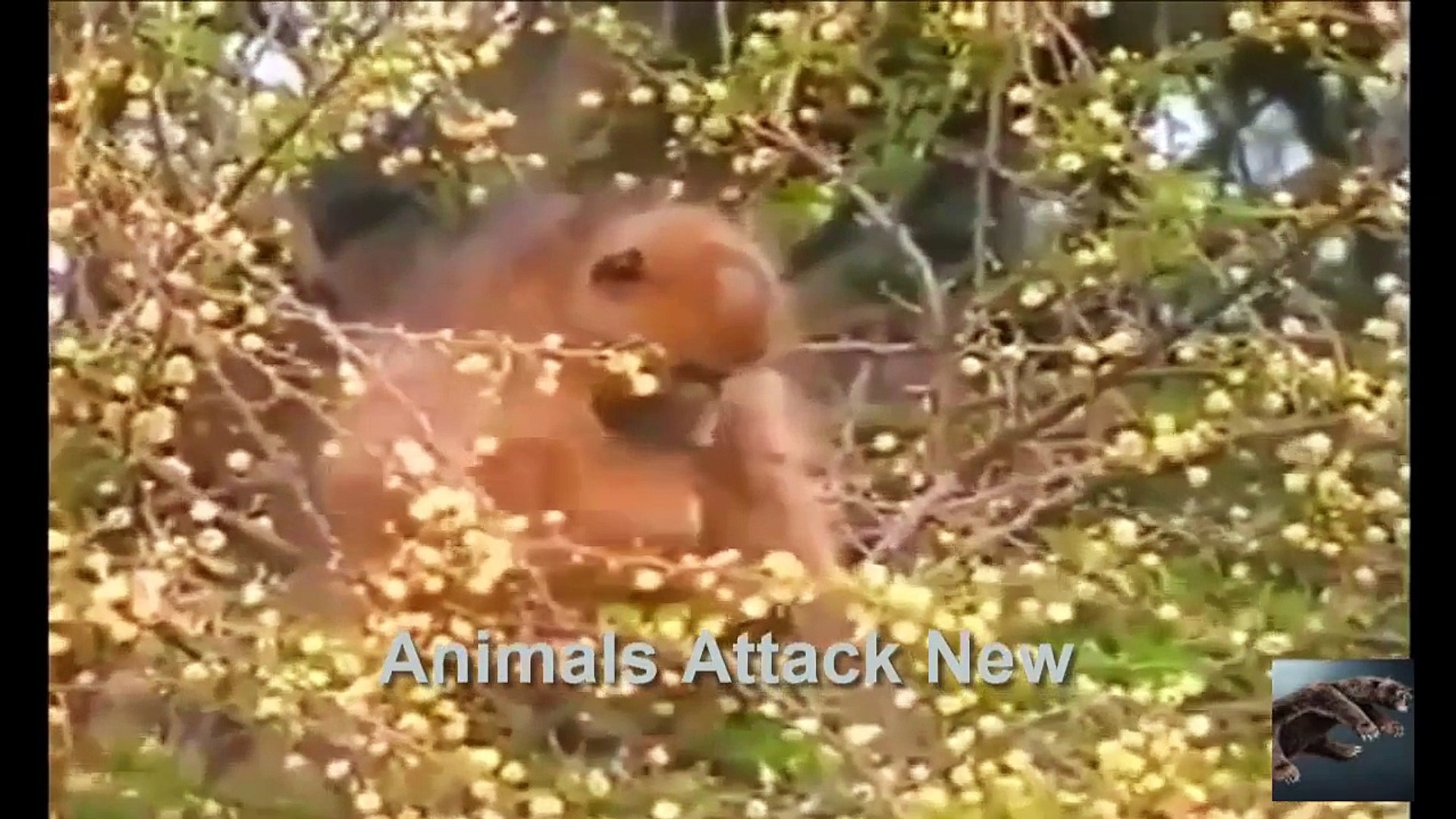 ⁣wild life - Animal Attack Planet - Wildlife Animals Fighting