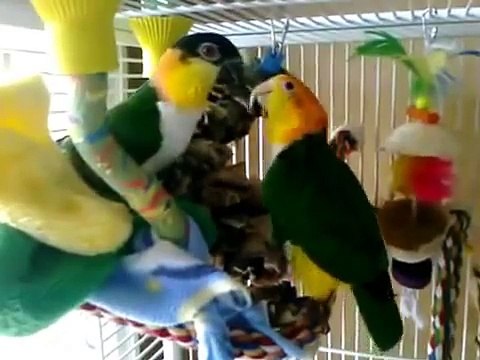 Loros divertidos divierten