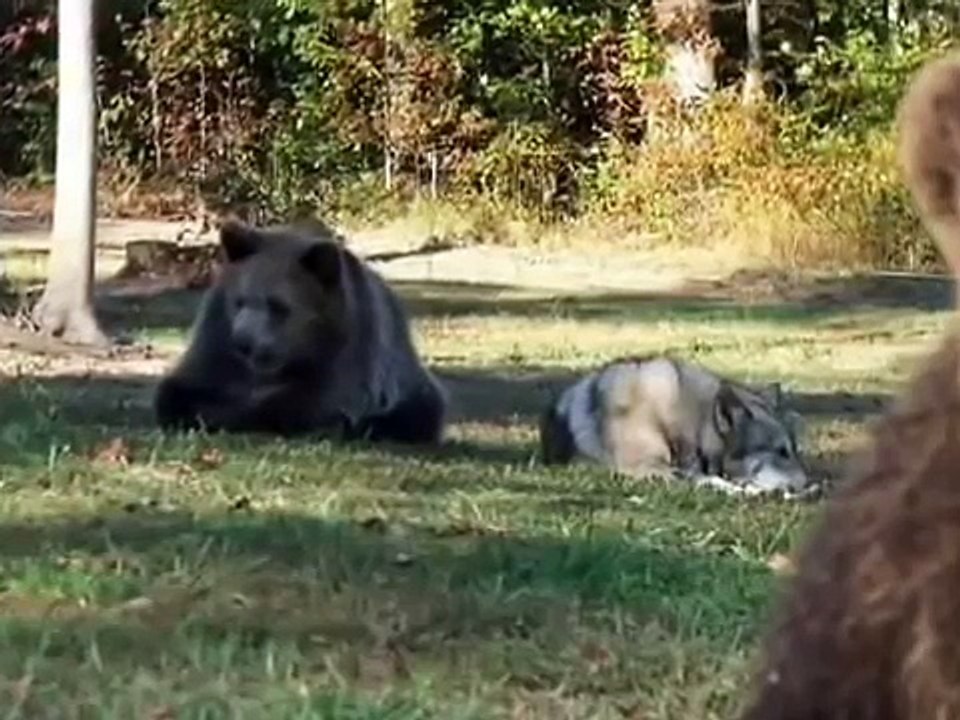 Lobo y el oso