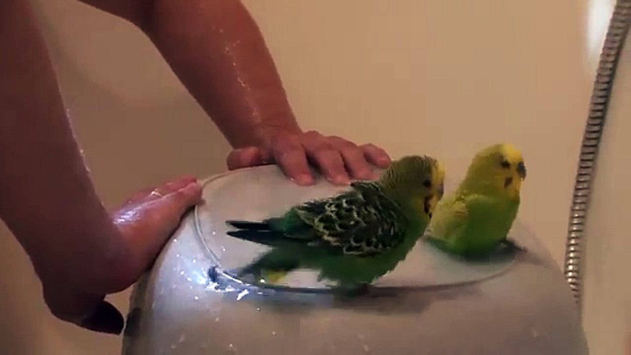 Día de baño para loros