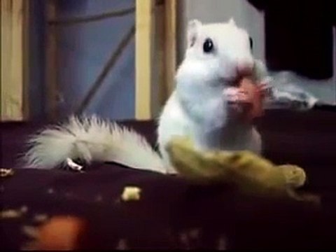 Belka se ocupa de los frutos secos