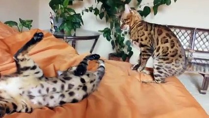 Gato de Bengala en la cama hasta que los propietarios baldeyut no lo hacen