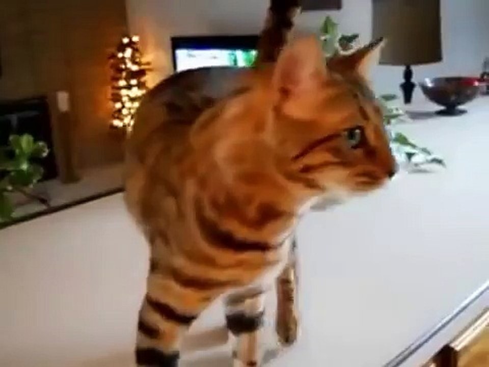 Gato de Bengala quiere comer