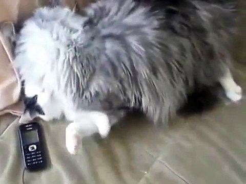 Lucha con los gatos habituales Coon de Maine!