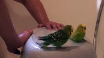 Jour de bain pour perroquets