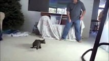 Jeux fous dans l'appartement avec son chat savane