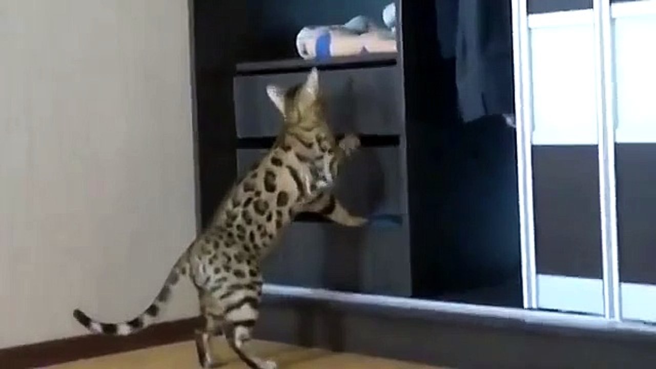 Bengal chat cherchez quelque chose