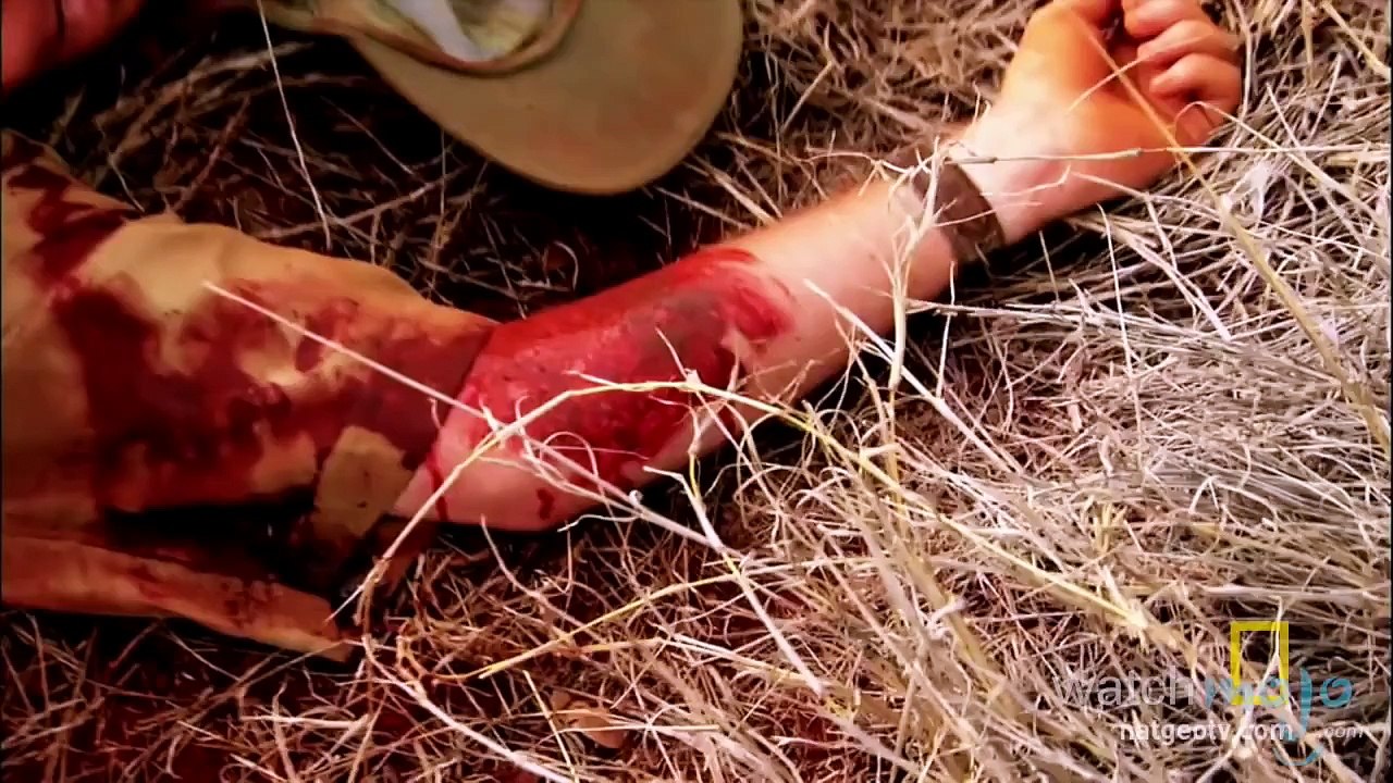 Top 10 World's Most Dangerous Animals