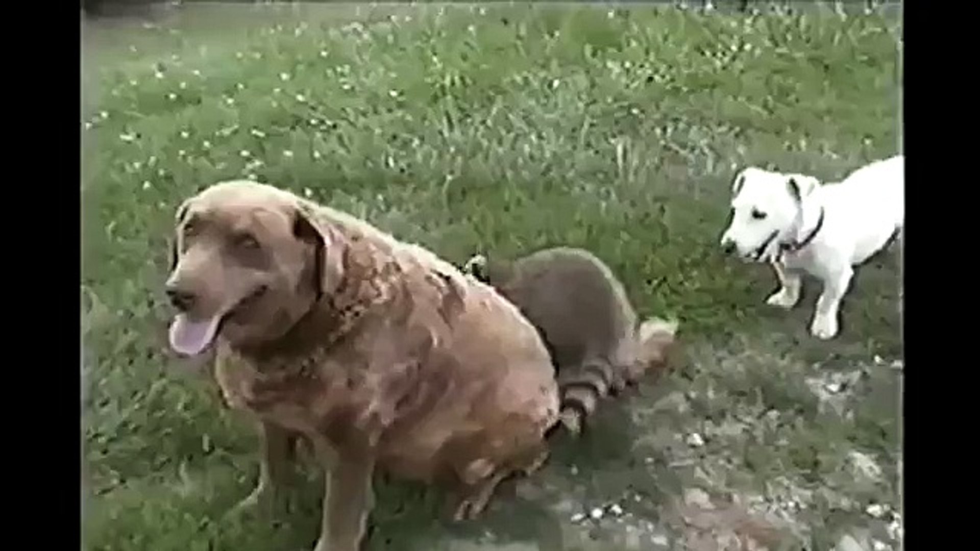 ⁣Аттракцион для енота!