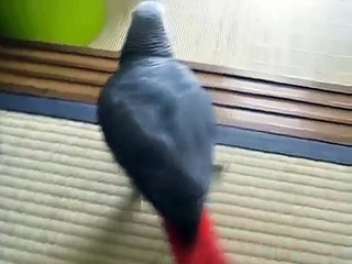 Африканский домашний попугай перед камерой