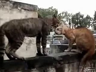 Безбашенный бой котов