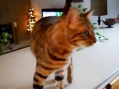 Бенгальский кот хочет кушать