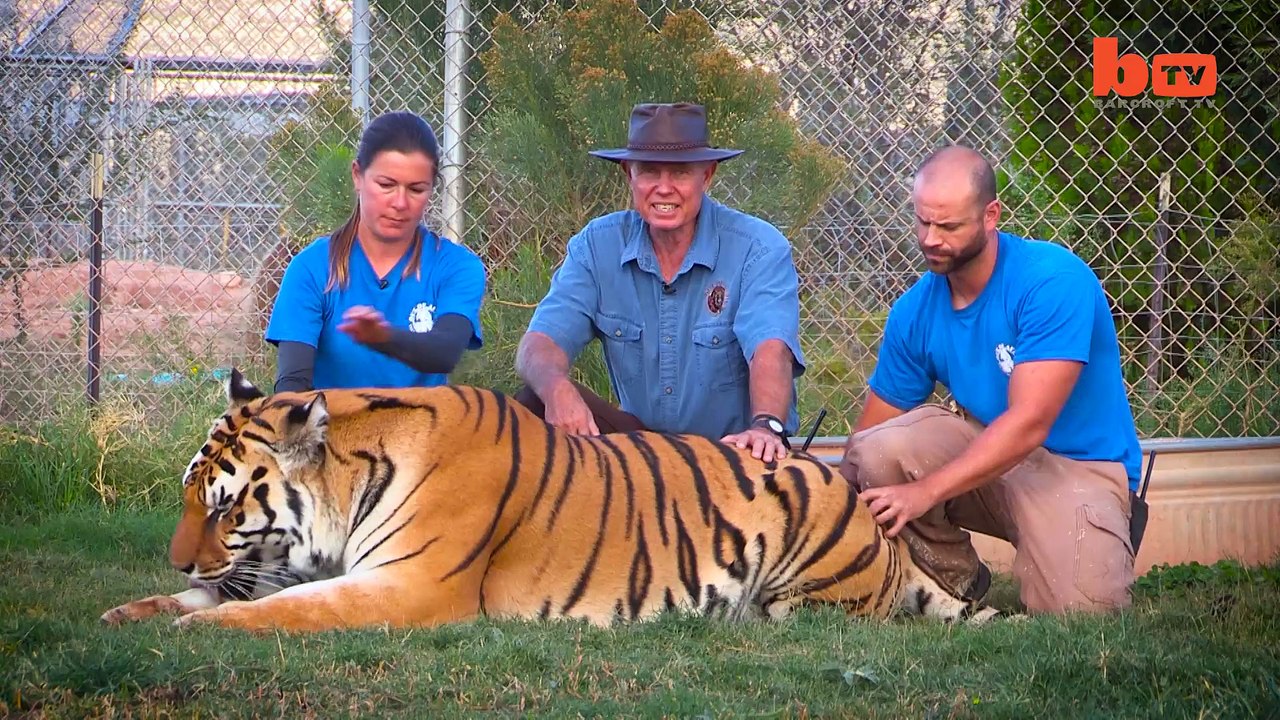 nadar e jogar Com Tigre totalmente crescido
