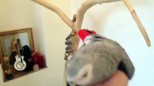 Домашний попугай жако любит отдыхать на ладошке