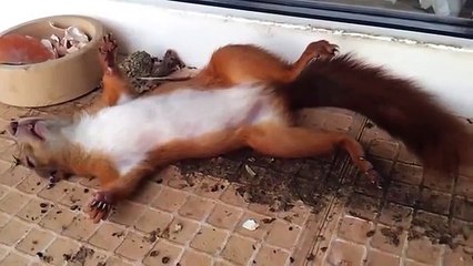 面白いスリープをリス！たぶん酔っ）