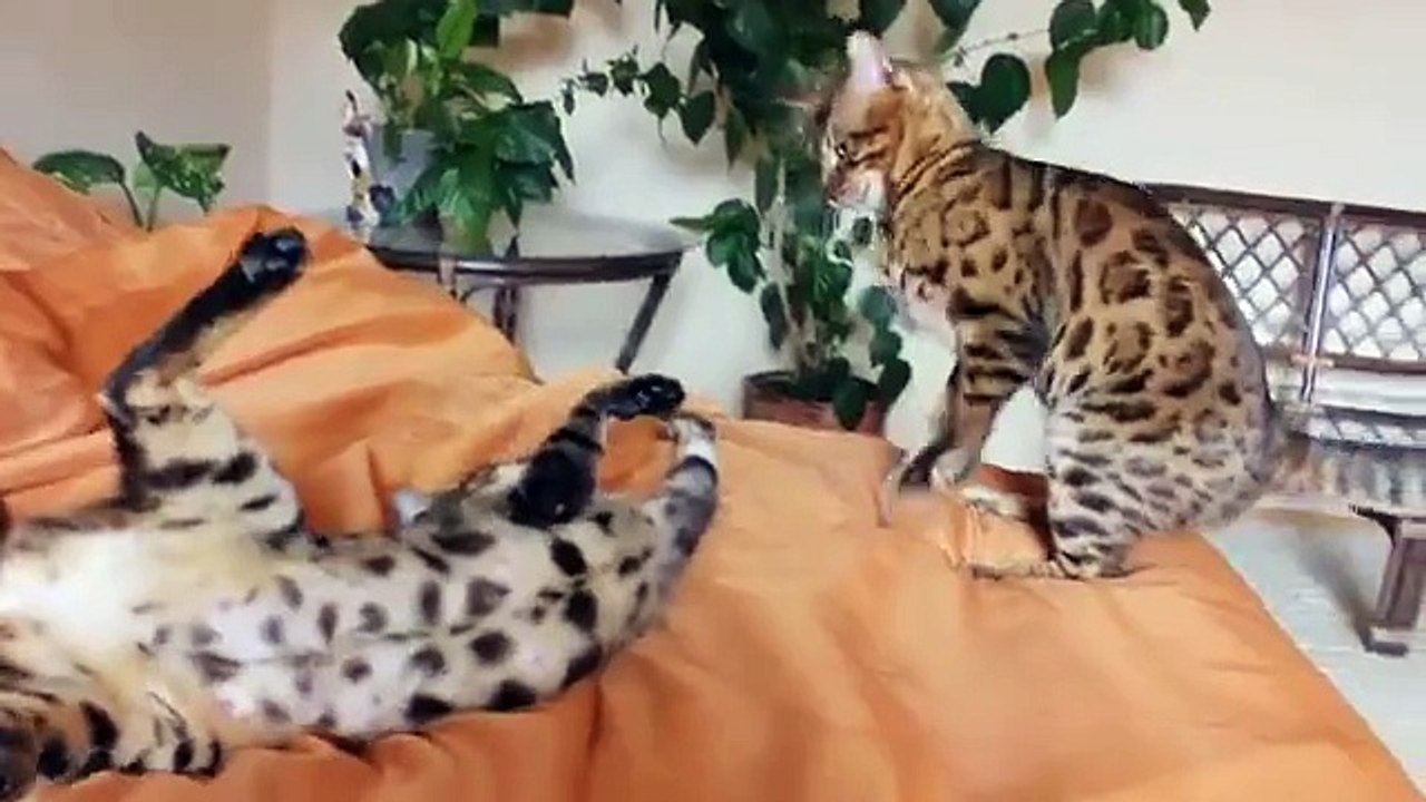 ベッドの上でベンガル猫の所有者がいない間、