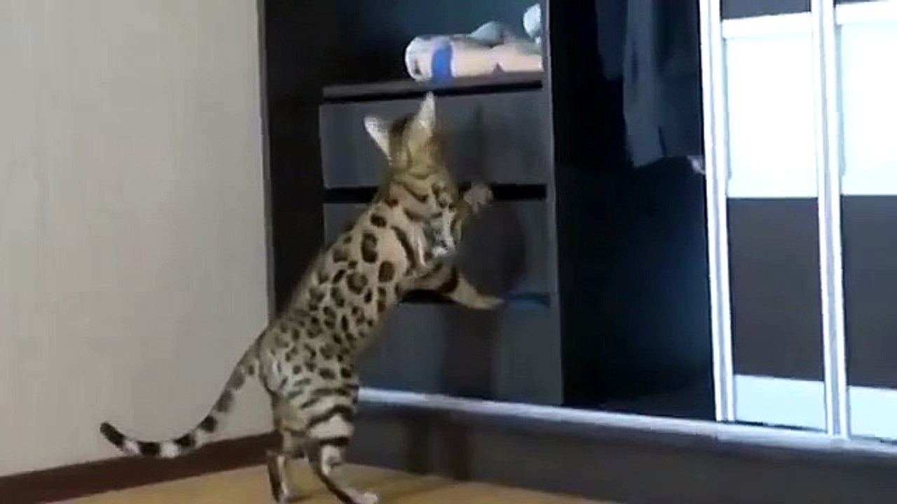 ベンガル猫は何かを探して